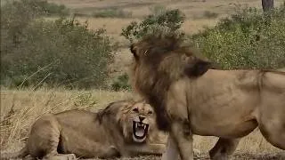 Thumbnail: Male lion isn't happy to find his sons fully grown