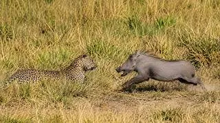 Thumbnail: Warthog makes a fatal mistake by charging at the unfazed leopard