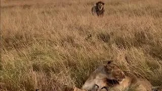 Thumbnail: Male lion is determined to take a cub’s life 
