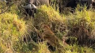 Thumbnail: Brave lioness distracts a buffalo herd so that her cubs escape