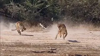 Thumbnail: Cheetah trying to scare a Leopard