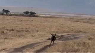 Thumbnail: Wildebeest has no choice but to keep following the road