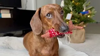 Thumbnail: Mini dachshund celebrates Christmas in July! 🎁