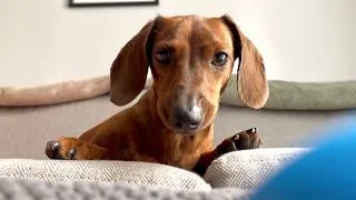 Thumbnail: One ball = endless entertainment for a mini dachshund!