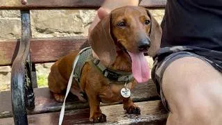 Thumbnail: Mini dachshund only has two speeds!