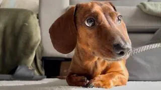 Thumbnail: Mimicking a mini dachshund's behaviors back to him