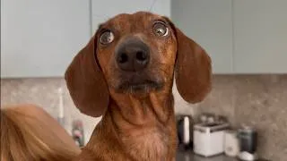 Thumbnail: Mini dachshund takes on the tiniest intruder!