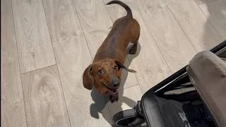 Thumbnail: Mini dachshund is the most patient pup!