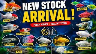 Thumbnail: 🐠 Fresh Fish Stock Update | 15 New Packets Available Now 🔥#machlighr #fish #aquarium