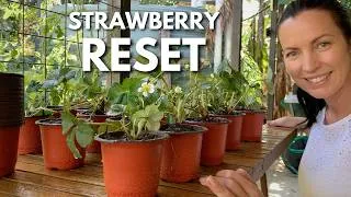 Thumbnail: Resetting Our Overgrown Strawberry Patch | Divide, Replant & Share