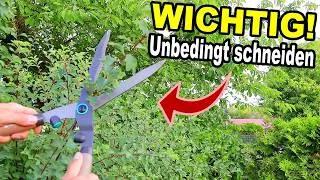 Thumbnail: Welche 5 Pflanzen du im September unbedingt zurückschneiden musst!