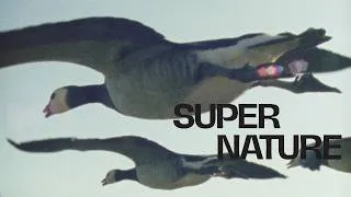 Thumbnail: Super Nature - Official Trailer