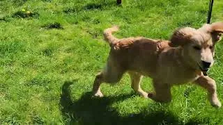 Thumbnail: Xerxes And The Leaf Blower (Golden Retriever Puppy) #Shorts