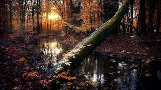 Thumbnail: Morning Time In A Quiet Forest (4k UHD) 8 Hours Calming Relaxing Video