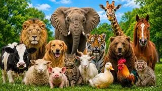 Thumbnail: 🐄 18 Farm & Wild Animal Sounds for Kids 🦁 | Learn Animal Names & Amazing Facts 🐘
