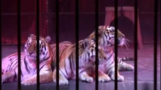 Thumbnail: Circus. Performance. Tigers!!! Clip!