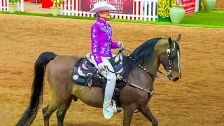 Thumbnail: Morgan Horse Western Pleasure Stake Championship