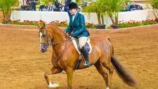 Thumbnail: Half Arabian Horse Hunter Pleasure Championship at Scottsdale Arabian Horse Show