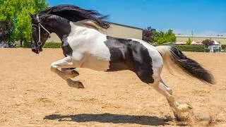 Thumbnail: Barock Pinto Horses in Action - Stunning Beauty!