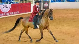 Thumbnail: Arabian English Pleasure Champion 18 & Under at Scottsdale Arabian Horse Show