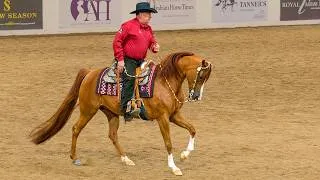 Thumbnail: Half Arabian Western Pleasure Championship at Scottsdale Arabian Horse Show