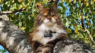 Thumbnail: Iris Climbs High Up a Tree! POV