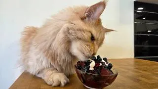 Thumbnail: Making Blueberry Ice Cream With Buster!