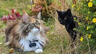 Thumbnail: Iris and the Black Cat Next Door! POV