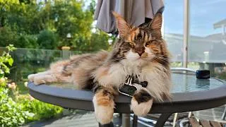 Thumbnail: I Put a Camera on My Cat to See From Her POV!
