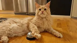 Thumbnail: The Most Playful Day In Buster's Adult Life!?