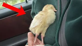 Thumbnail: Animal's Fully Charged and Ready For Absolutely Nothing...Try Not to Laugh! 😂