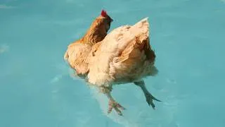 Thumbnail: I Never Expected My Chickens To Be This Funny... 😂