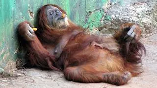 Thumbnail: The Funniest and Most Dramatic Monkey Video You Never Expected!