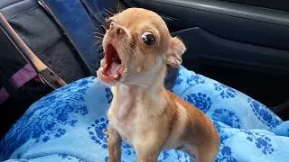 Thumbnail: CHIHUAHUAS Dogs Get So Overdramatic They Deserve an Oscar 🏆