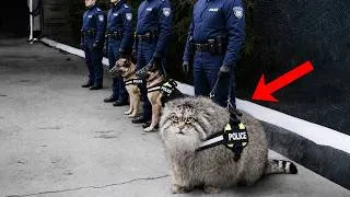 Thumbnail: Funniest Animals and Police Moments Caught on Camera!