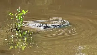 Thumbnail: Wild Alligator in My Back Yard in Summerville on August 31 2026