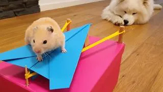 Thumbnail: PROOF that you should NEVER TRUST your HAMSTER