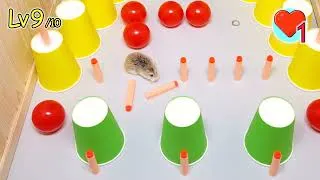 Thumbnail: Brain test for MAJOR HAMSTER - Fun brain challenges for my pet hamster
