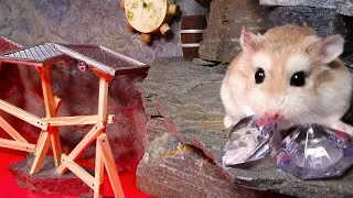 Thumbnail: Epic JUNGLE MAZE TEMPLE adventures with MAJOR HAMSTER - Cute & funny pet hamster stories