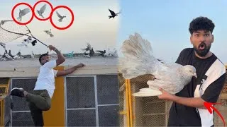 Thumbnail: Bohat peyary 3 kabutaron ko utar liya 😳😱
