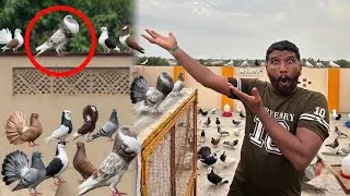Thumbnail: Bohat peyara white kabutar Nikal gaya 😱😱