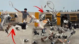 Thumbnail: White kabutar pakad liya or 1 kabutar 2 din bad ghar wapis agya😱😱