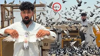 Thumbnail: Indian punjabi kabutar pakad liya or 1 bazzi wala Aseel kabutar utar liya😱😳