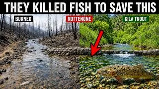 Thumbnail: Everyone Said the Fire Killed This US Trout — Then 96 Fish Rebuilt 131 Miles