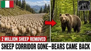 Thumbnail: Italy Removed 2 Million Sheep to Save Its Last 50 Bears — The Before/After Is Insane