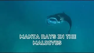 Thumbnail: Swimming with Manta Rays in the Maldives | Fushifaru Thila