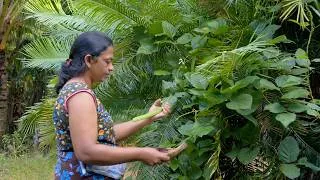 Thumbnail: Fresh Awara Bean Curry | Traditional Sri Lankan Village Cooking | Mali Cooking