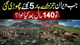 Thumbnail: 5 Cows Left on a Dead Island | 140 Years Later, Scientists Were Terrified!
