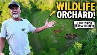 Thumbnail: Building a 2-Acre Wildlife Orchard for Deer & Turkeys | Tom's Habitat Project 2026
