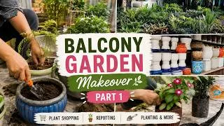 Thumbnail: Balcony Garden Makeover Part 1: Plant Shopping & Repotting Day🌿
